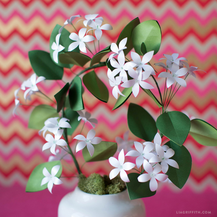 Potted Paper Jasmine Lia Griffith