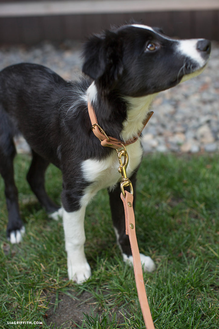 Create Your Own Leather Dog Collar & Leash Lia Griffith