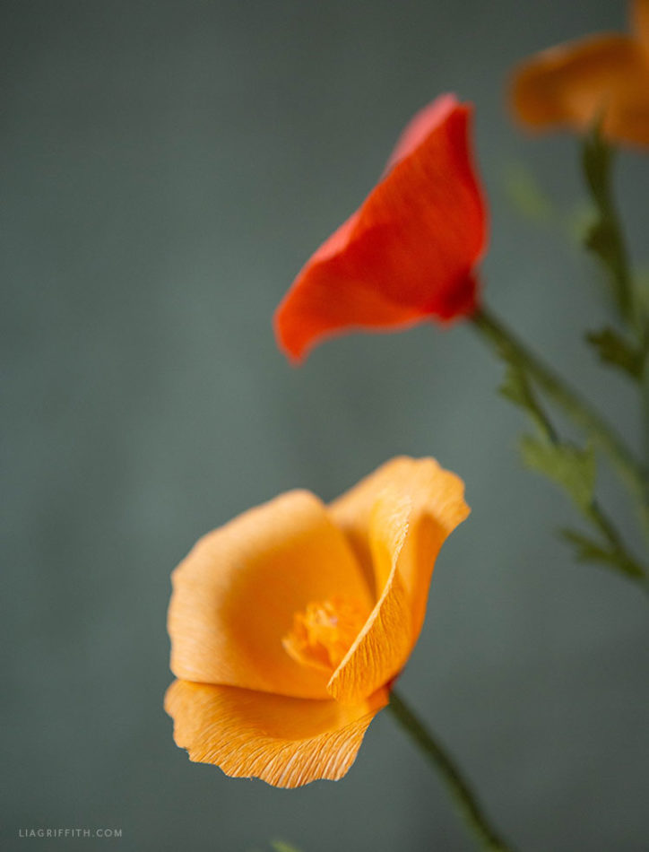 Video Tutorial Crepe Paper California Poppies Lia Griffith