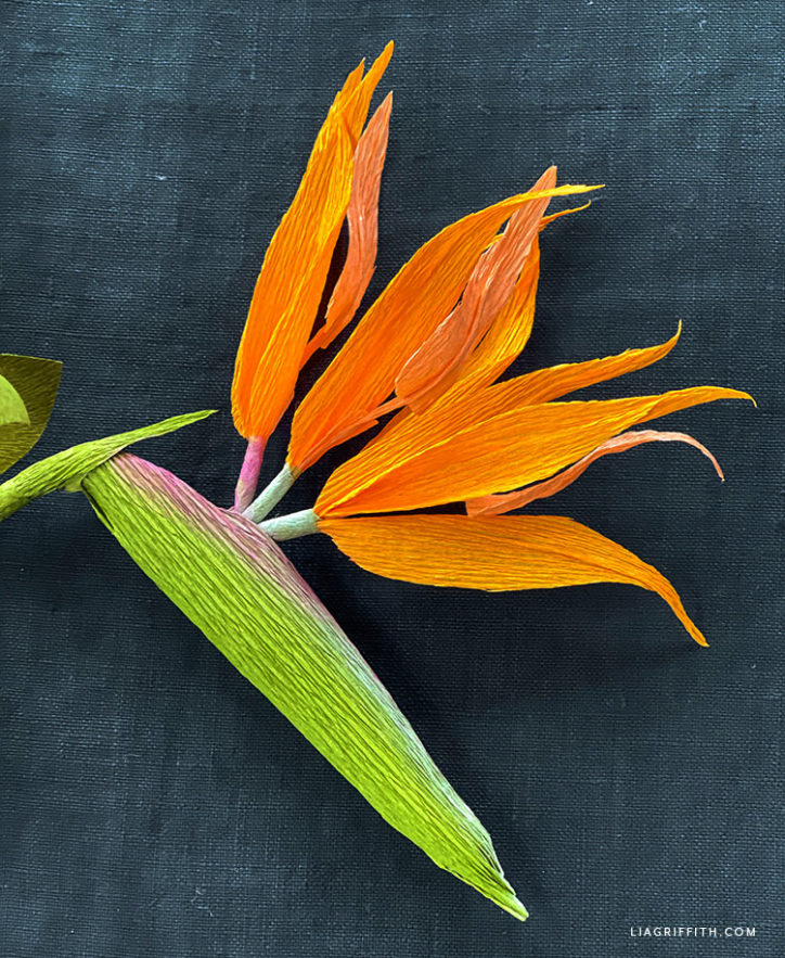 May Member Make Heavy Crepe Paper Bird of Paradise Lia Griffith